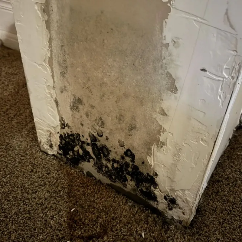 Professional Mold Removal in Energy, IL